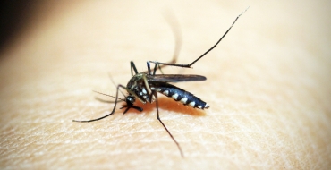 Saiba como evitar o mosquito Aedes aegypti