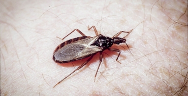 Aparição do inseto transmissor da doença de Chagas acende alerta em Águas Claras