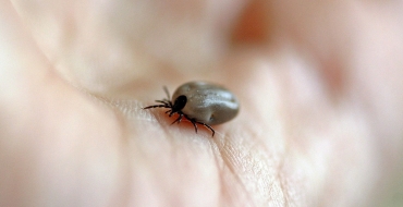 Febre maculosa: problemas, contágio e prevenção