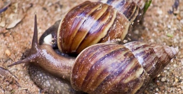 Caramujo africano é vetor de várias doenças; conheça os riscos