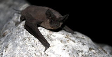5 motivos para realizar o manejo de morcegos em áreas urbanas