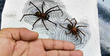 Aranhas venenosas causam alarde em três cidades da região