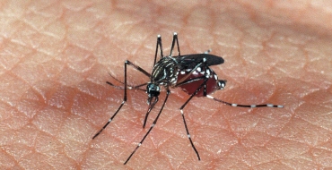 Mais de 20% dos municípios brasileiros têm risco de surto para dengue