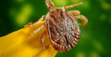 5 doenças causadas pelo Carrapato