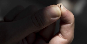 Risco de epidemia de dengue requer cuidado nos condomínios