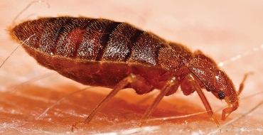 Percevejos de cama: Parasitas hematófagos