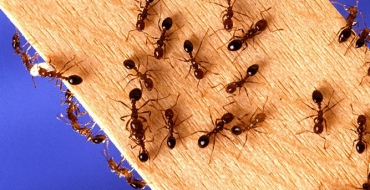 Muitos insetos? Entenda por que eles proliferam mais nesta época do ano