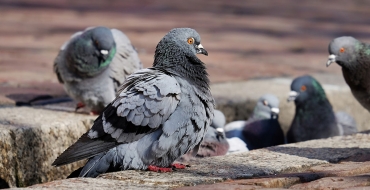 Os perigos dos pombos para sua saúde
