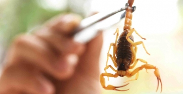 Dicas simples ajudam a evitar acidentes com escorpiões durante o verão