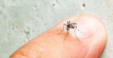 Aedes Aegypti oferece mais perigo durante o verão