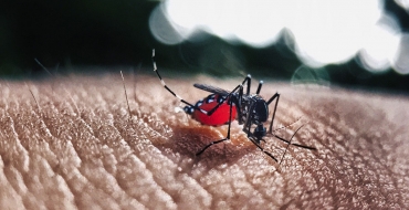 Saiba como limpar os possíveis locais de proliferação do Aedes aegypti