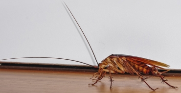 6 dicas básicas para manter sua casa livre de baratas
