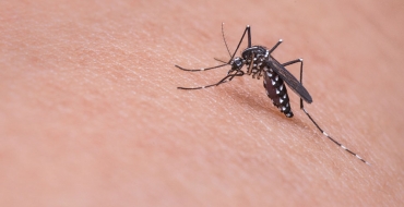 Ano de 2019 teve o segundo maior número de casos registrados de dengue