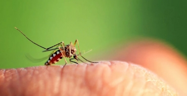 Aproveite a quarentena para proteger sua casa do Aedes aegypti
