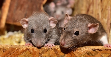 Verme do rato pode causar paralisia em humanos e é transmitida através dos alimentos
