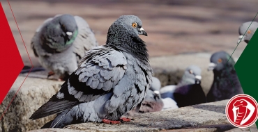 Pombos