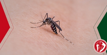 Mosquitos