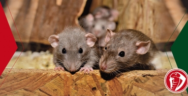 Ratos