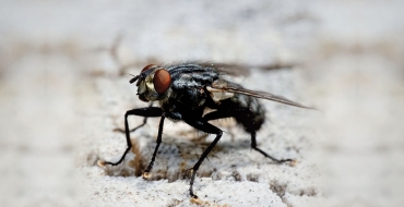 Doenças transmitidas pelas moscas