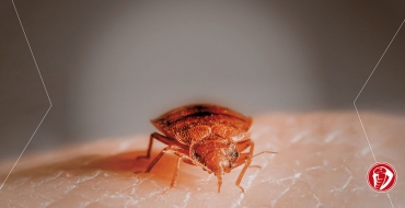 Moradores reclamam de infestação de carrapatos em bairro de Itajaí