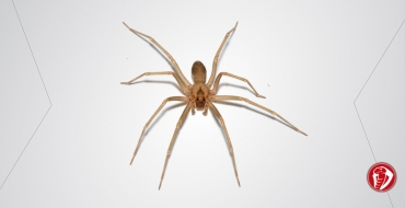 Inverno atrai aranhas para dentro de casa