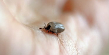 Febre maculosa pode matar em até 60% dos casos