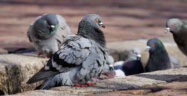 Saiba como evitar a contaminação com doenças transmitidas por pombos