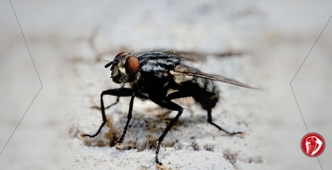 Pragas de moscas e mosquitos poderão aumentar devido às alterações climáticas