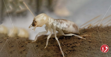 Pragas urbanas: insetos pequenos que causam grandes transtornos