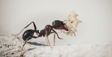 Cuidado, formigas podem acabar com equipamentos eletrônicos no frio!