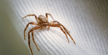 Saiba como se prevenir das pragas urbanas comuns em épocas mais frias