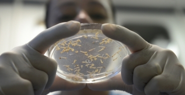 Mosquito da dengue também ataca em noites quentes, conclui pesquisa