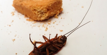 Veja dicas para proteger sua casa das indesejáveis baratas