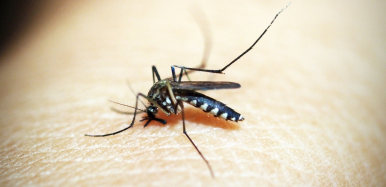 Saiba como evitar o mosquito Aedes aegypti