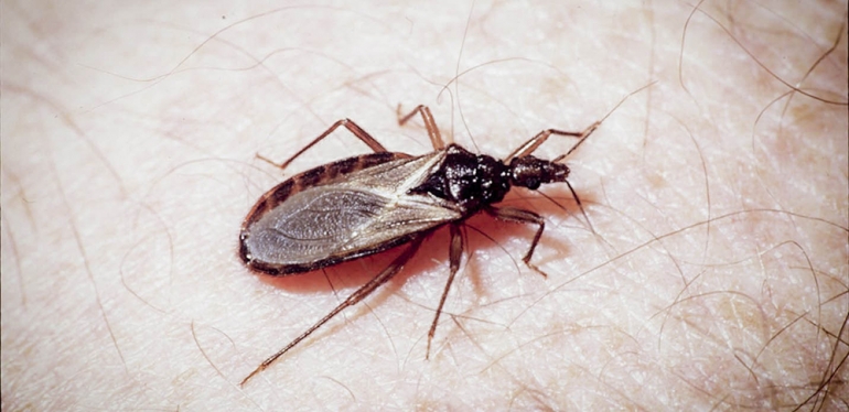 Aparição do inseto transmissor da doença de Chagas acende alerta em Águas Claras