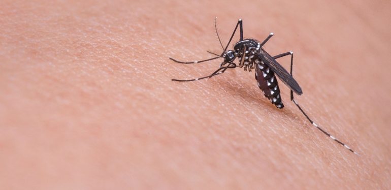 No verão, proteja-se contra o Aedes