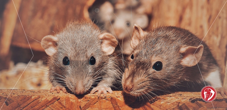 A importância da limpeza após uma infestação de ratos