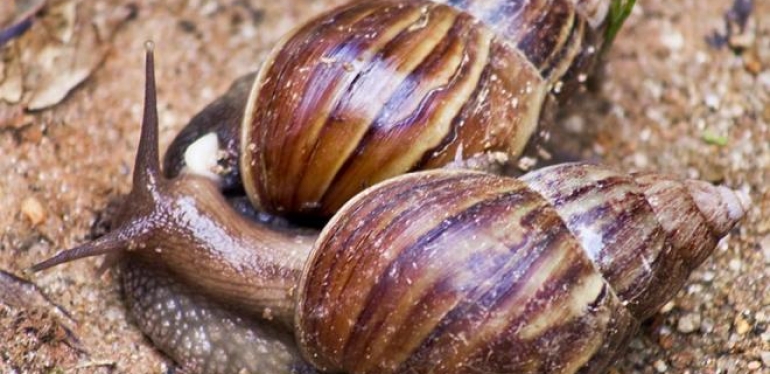 Caramujo africano é vetor de várias doenças; conheça os riscos