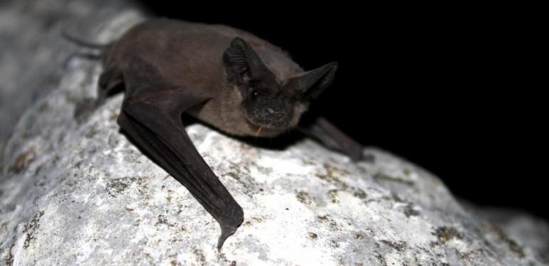 5 motivos para realizar o manejo de morcegos em áreas urbanas