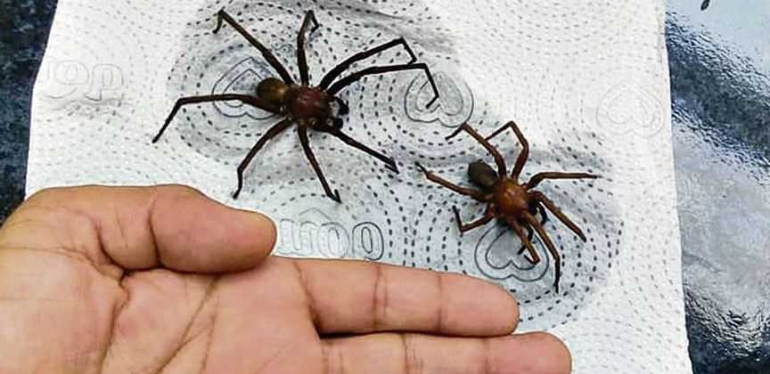 Aranhas venenosas causam alarde em três cidades da região