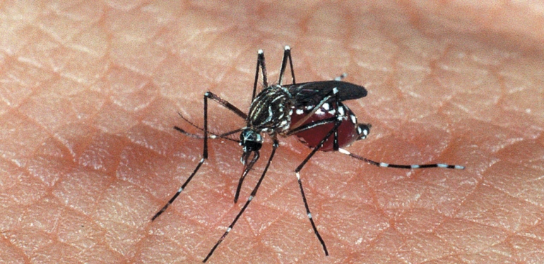 Mais de 20% dos municípios brasileiros têm risco de surto para dengue