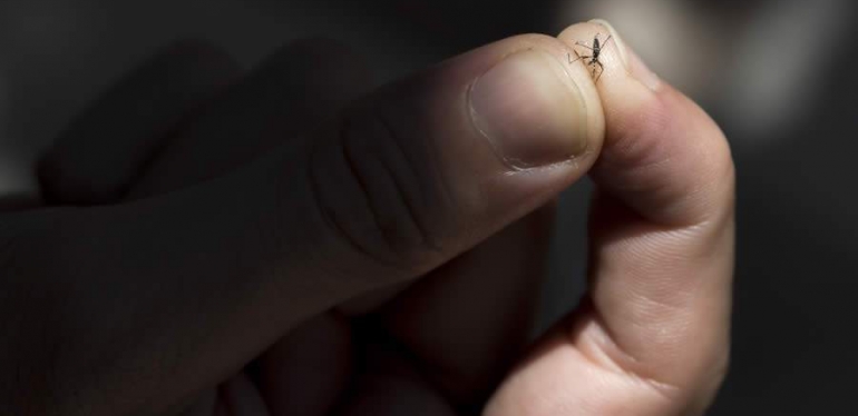 Risco de epidemia de dengue requer cuidado nos condomínios