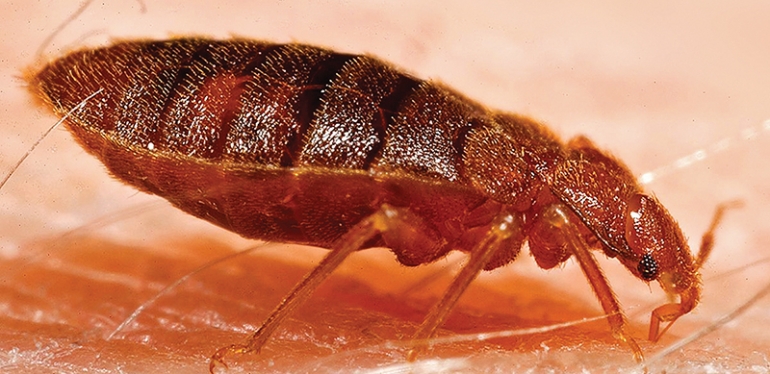 Percevejos de cama: Parasitas hematófagos