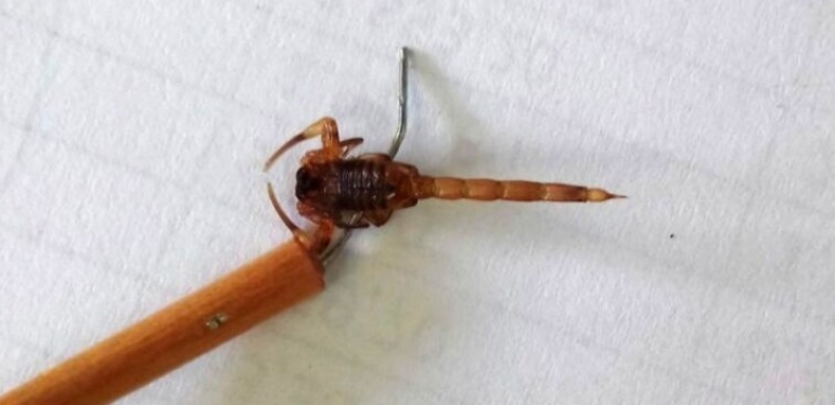 CCZ encontra escorpiões-amarelos após vistoria no bairro Próspera