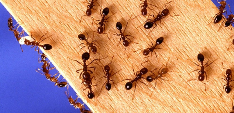 Muitos insetos? Entenda por que eles proliferam mais nesta época do ano