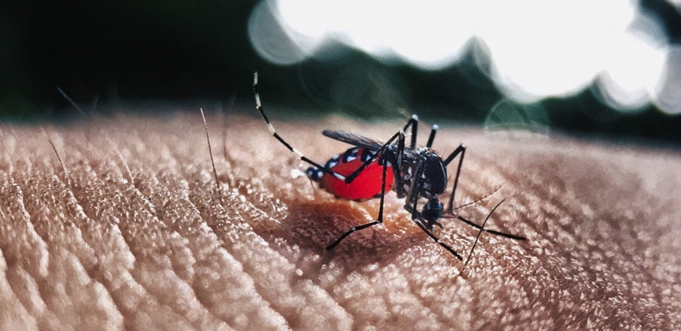 Saiba como limpar os possíveis locais de proliferação do Aedes aegypti