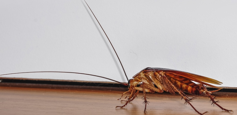 6 dicas básicas para manter sua casa livre de baratas