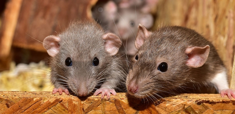 Verme do rato pode causar paralisia em humanos e é transmitida através dos alimentos