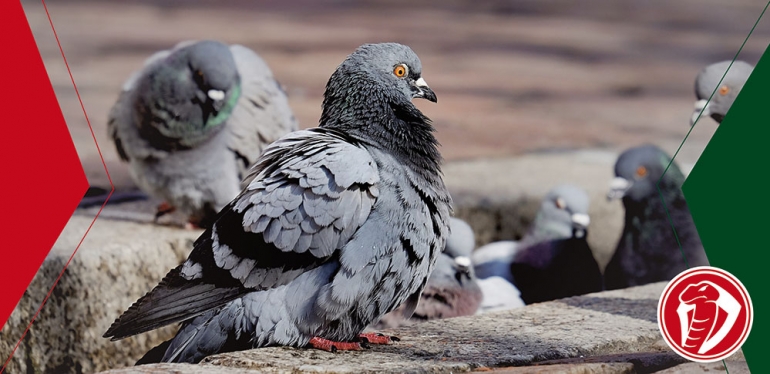 Pombos
