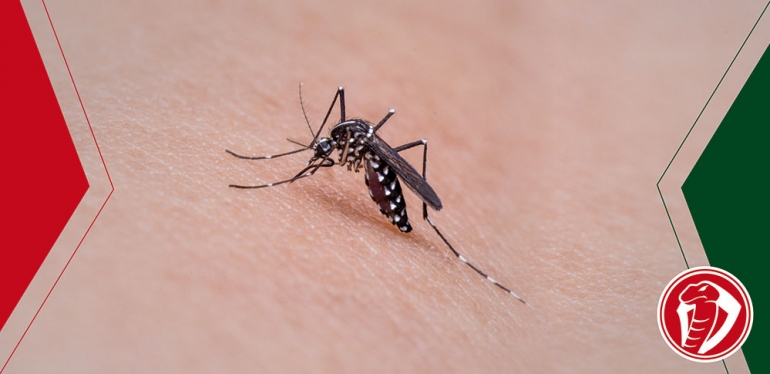 Mosquitos